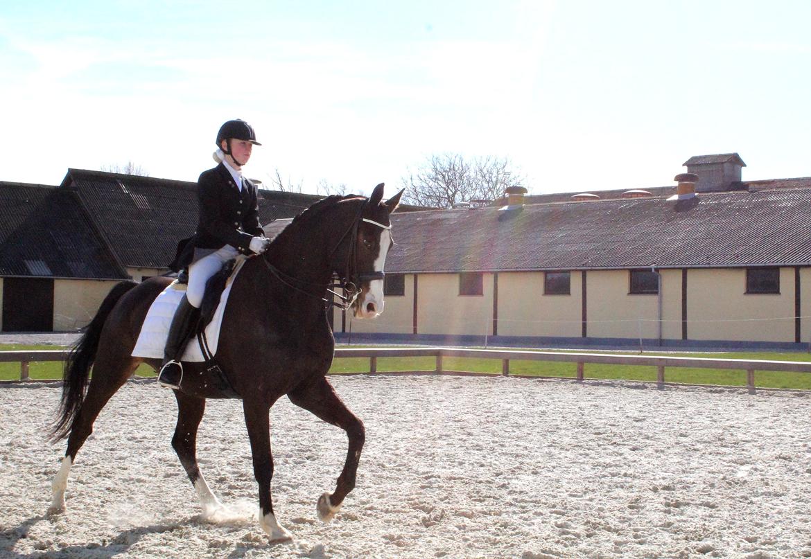 Dansk Varmblod Sant Jordi´s Mccoy, B-Hest billede 7