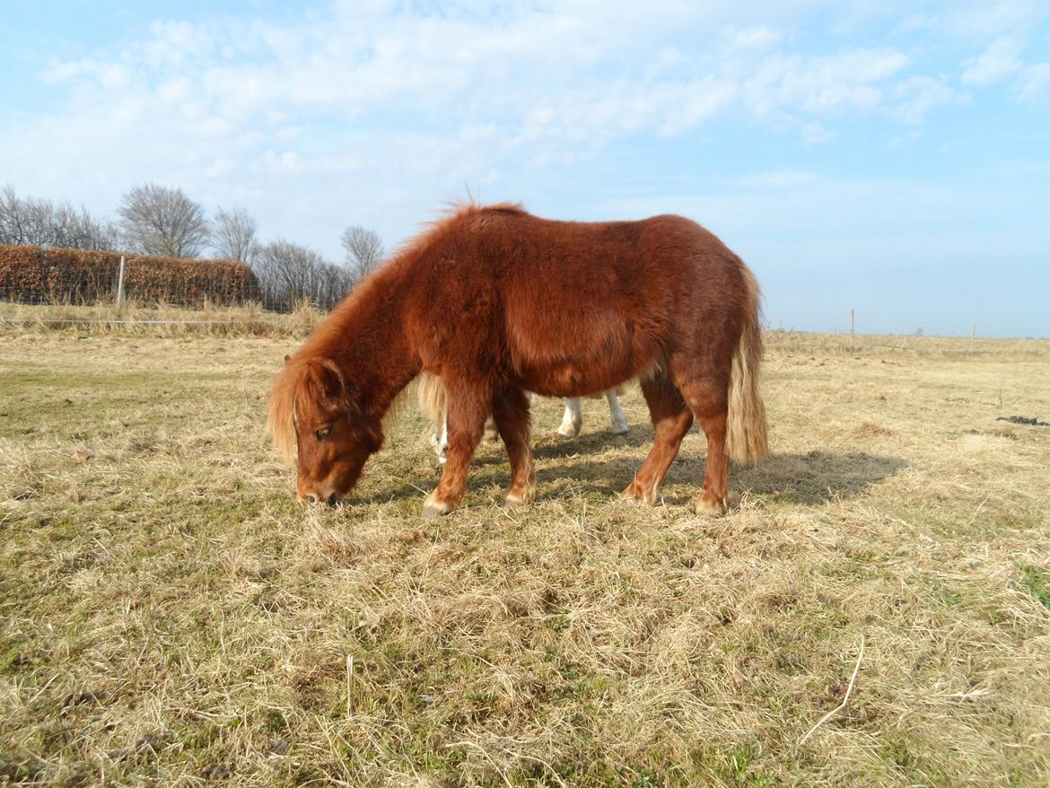 Shetlænder Chico<3 - Chico :) billede 1