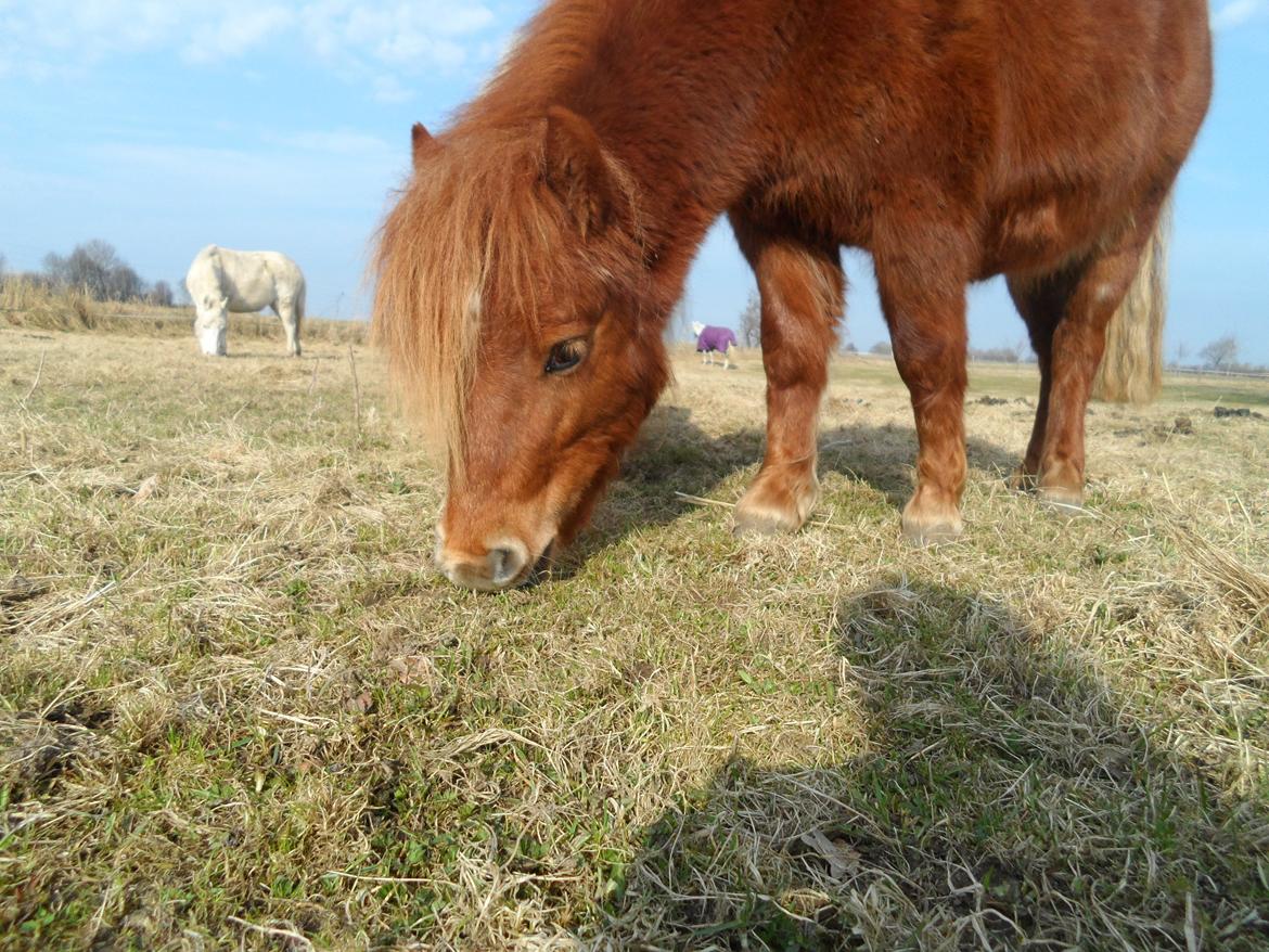 Shetlænder Chico<3 billede 2