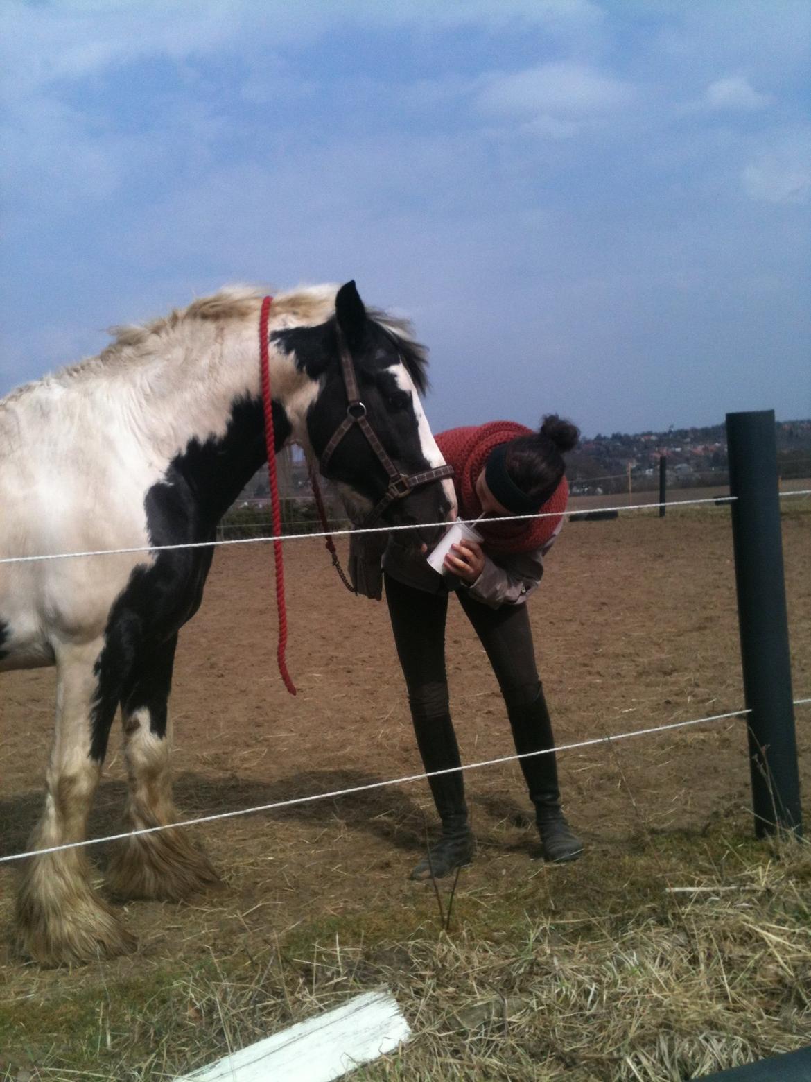 Irish Cob cronos regius (R.I.P) billede 19