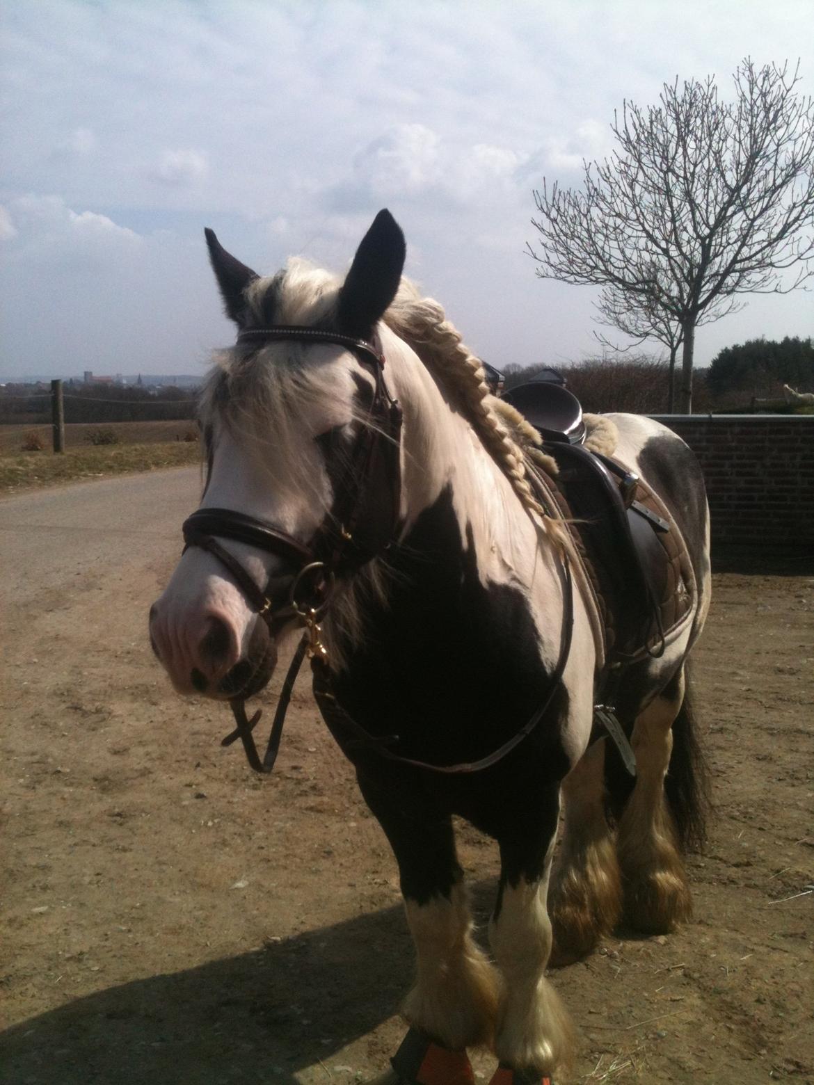 Irish Cob cronos regius (R.I.P) billede 20