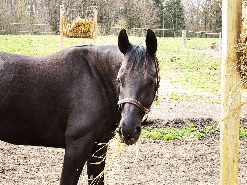 Anden særlig race Ayla (Tidl. hest) billede 9