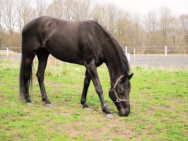 Anden særlig race Ayla (Tidl. hest) billede 13