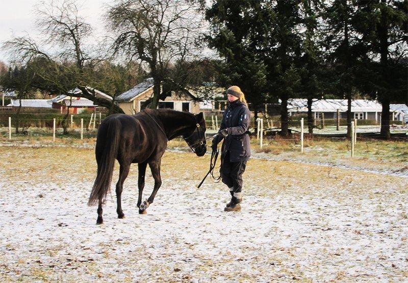 Anden særlig race Ayla (Tidl. hest) billede 19