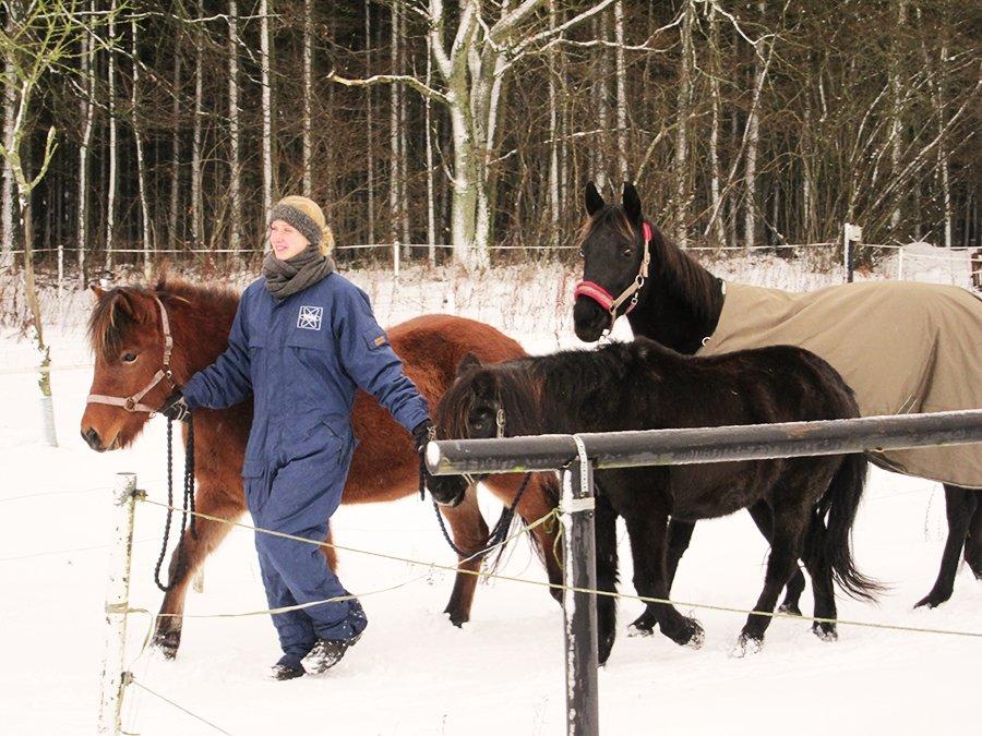 Anden særlig race Ayla (Tidl. hest) billede 20