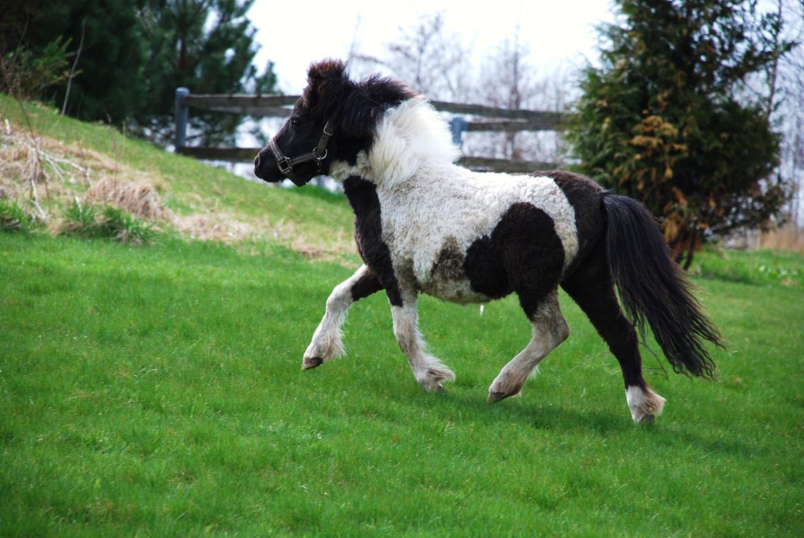 Miniature Shetlænder lille hesten - d. 25 april 2013 foto: mig billede 10