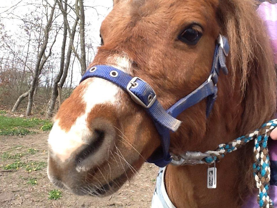 Shetlænder Lønagergårdens Tarzan SOLGT billede 10