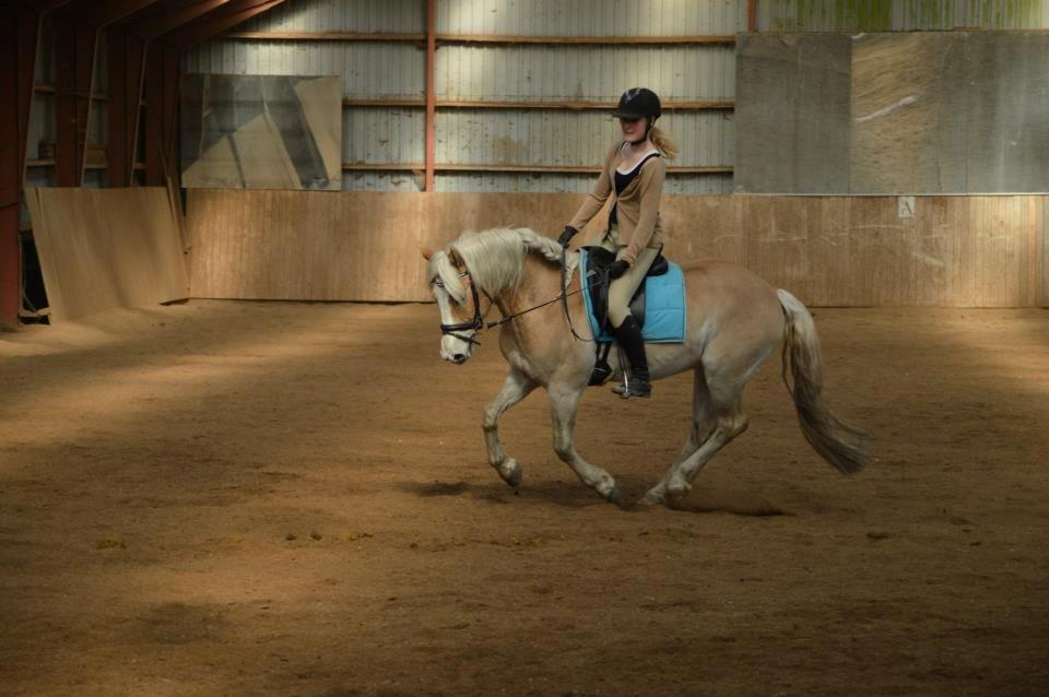 Haflinger All Star - Dressur undervisning billede 4
