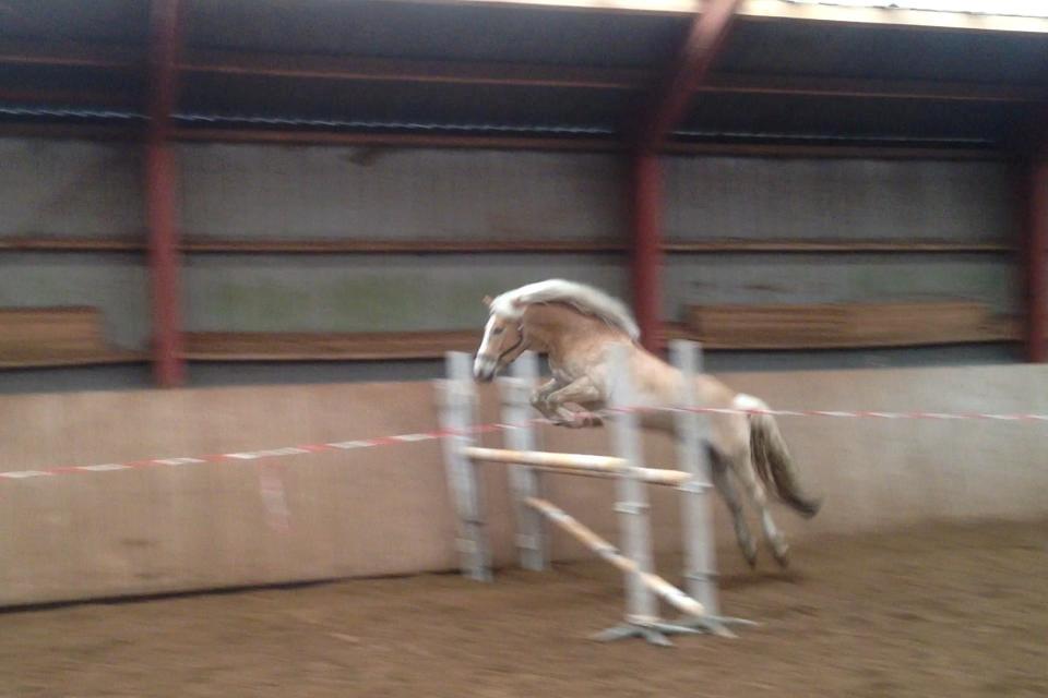 Haflinger All Star - All star springer 120 cm. for anden gang! billede 11