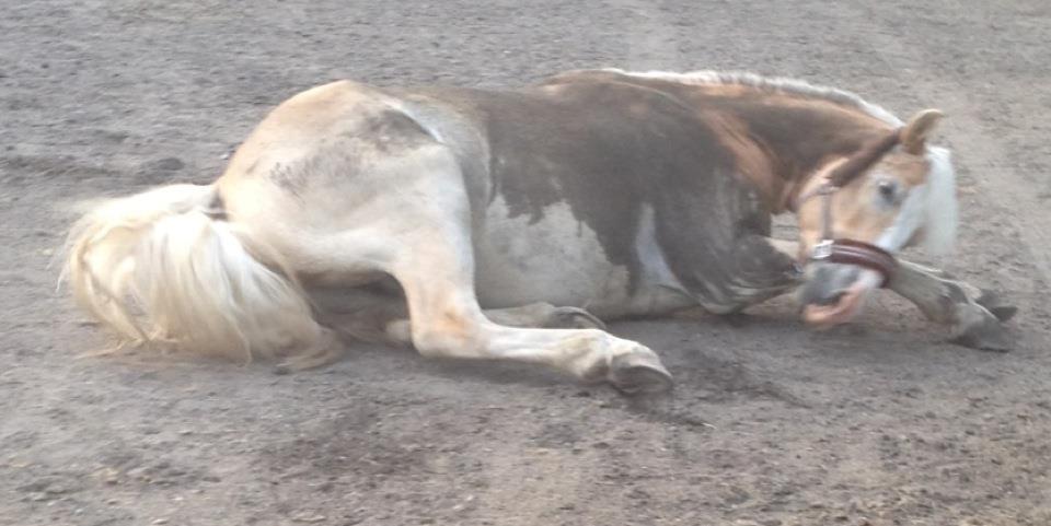 Haflinger All Star - All star efter et dejlig bad.. billede 9