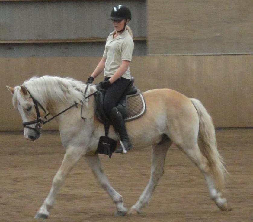 Haflinger All Star - Dressur undervisning billede 10