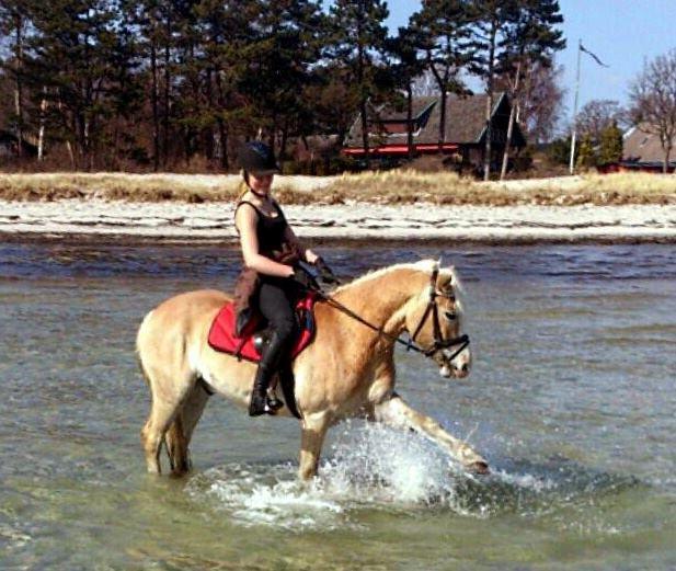 Haflinger All Star - 3. gang på stranden, anden gang i vandet billede 6