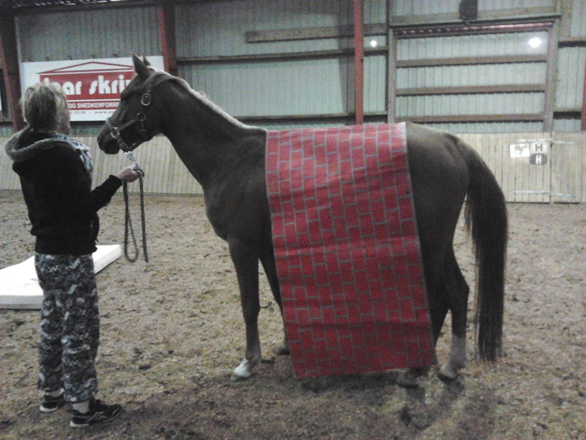 Arabisk fuldblod (OX) Zakiyah El Azraff - Første gang hun så en presenning.  billede 14