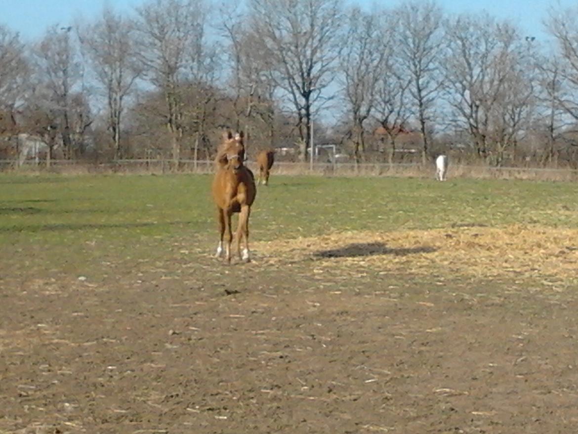 Arabisk fuldblod (OX) Zakiyah El Azraff - Første gang uden dækken 2013 billede 7