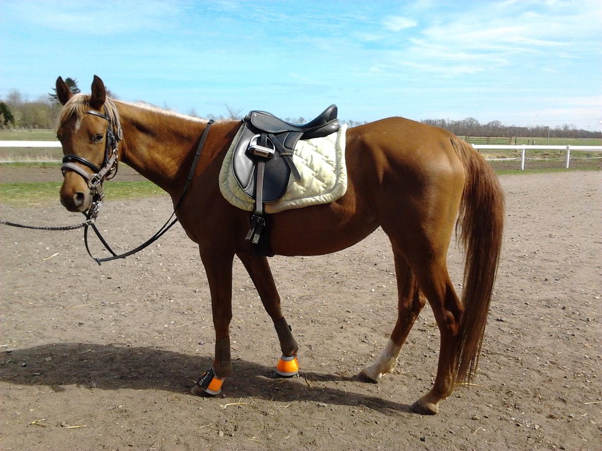 Arabisk fuldblod (OX) Zakiyah El Azraff - En træt hest efter undervisning. 25/4-13 billede 5