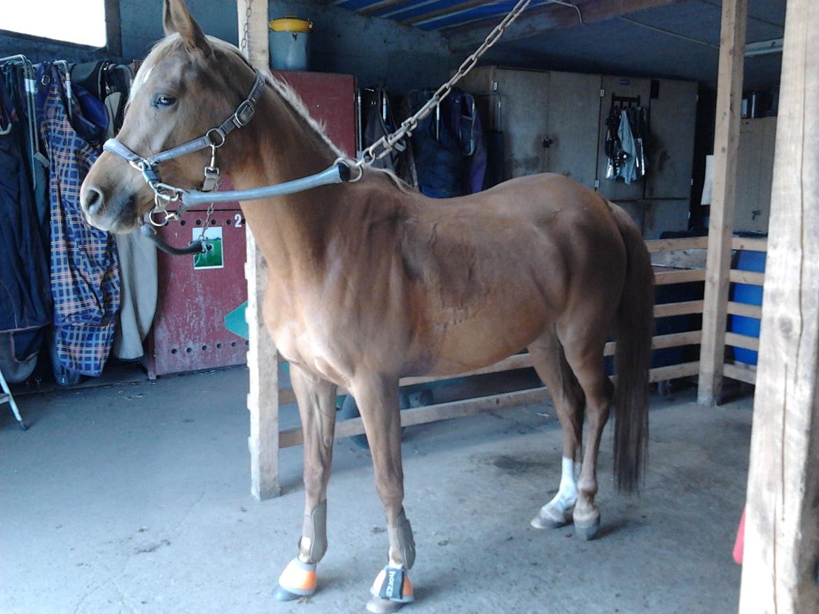 Arabisk fuldblod (OX) Zakiyah El Azraff - Træt og svedig hest efter undervisning. 25/4-13 billede 6