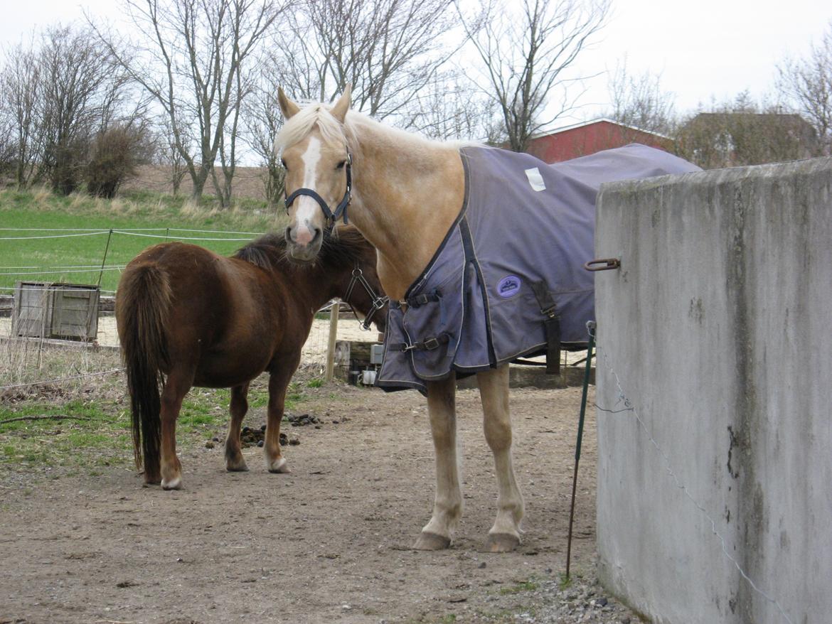 DSP Legend Moon Princess - April 2013 billede 5