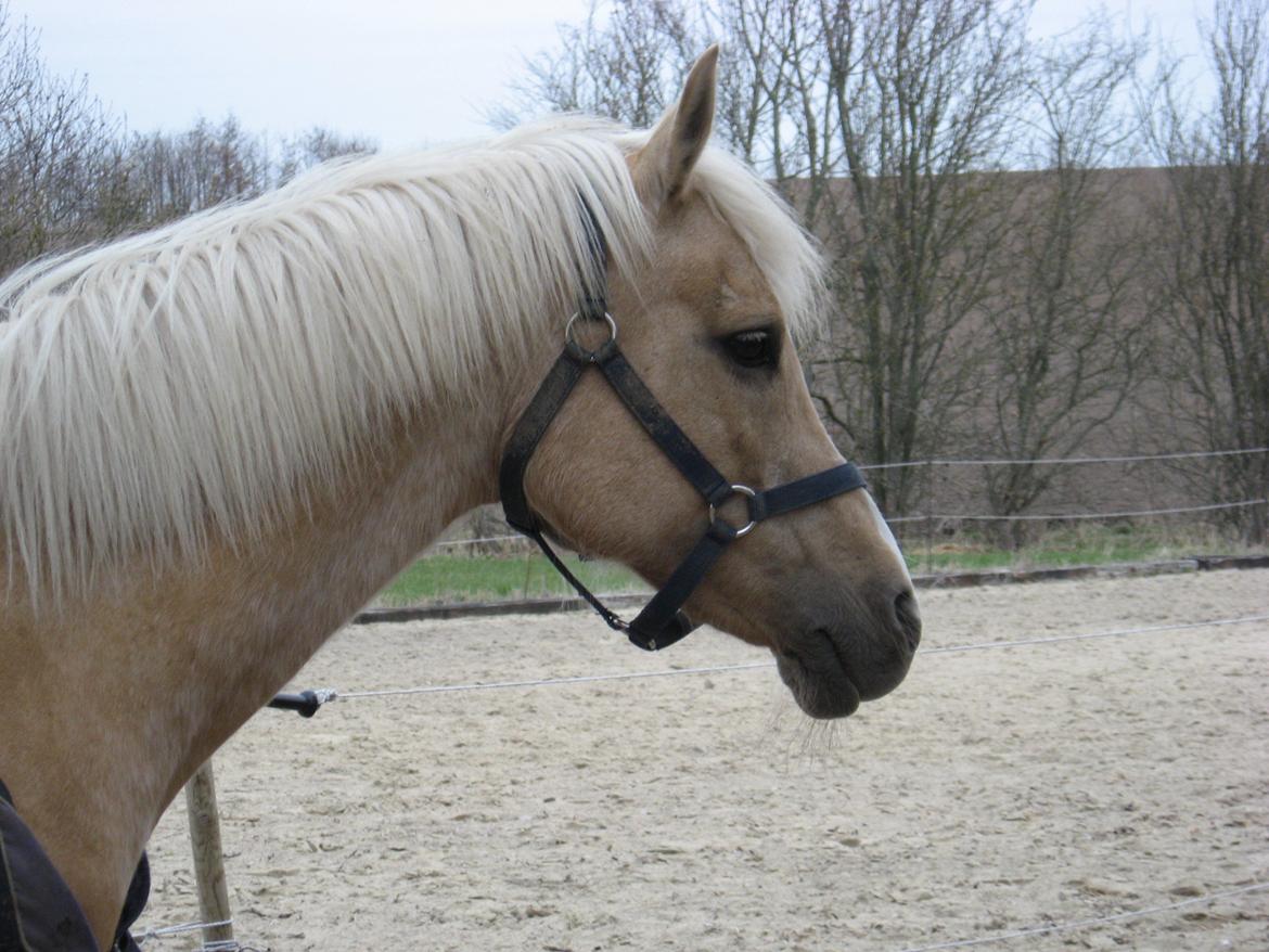 DSP Legend Moon Princess - April 2013 billede 7