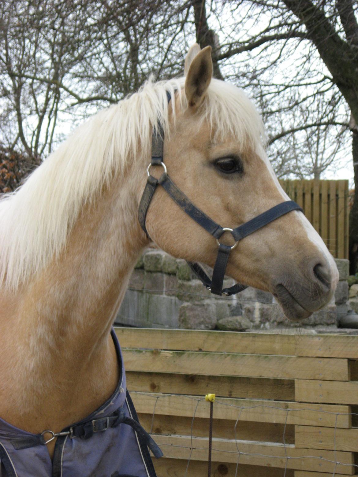 DSP Legend Moon Princess - April 2013 billede 8