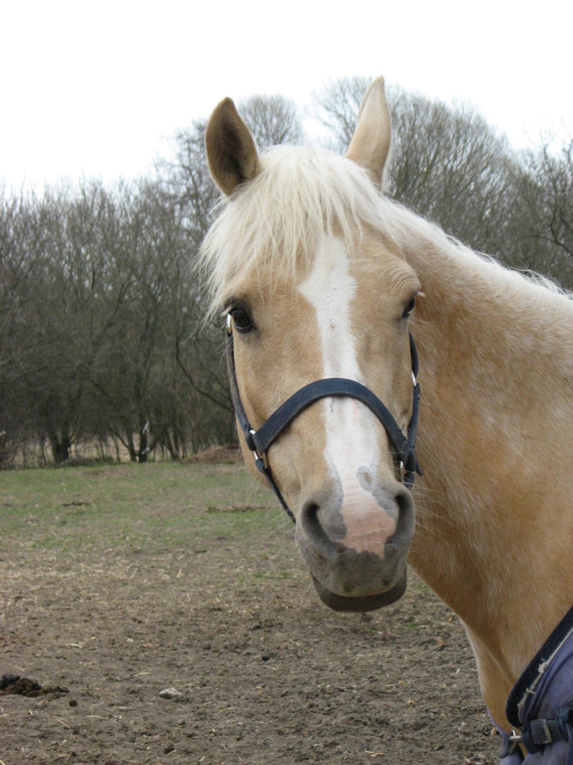 DSP Legend Moon Princess - April 2013 billede 9