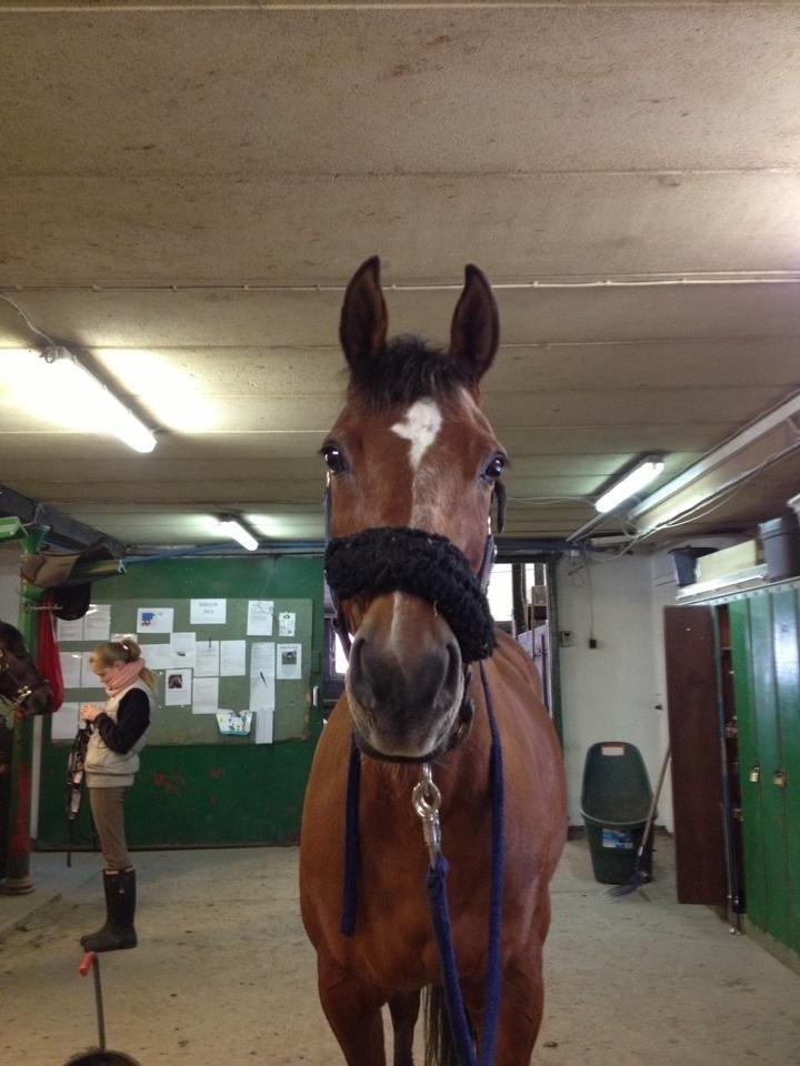 Anden særlig race Dinar billede 3