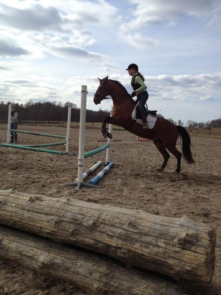 Anden særlig race Dinar billede 10