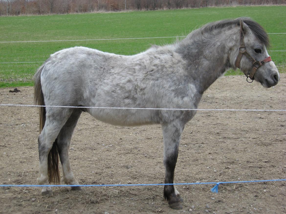 Welsh Mountain (sec A) Thejlgårds Fister (Dusty) - Dusty, stadig med en stor vinterfrakke ;) billede 2