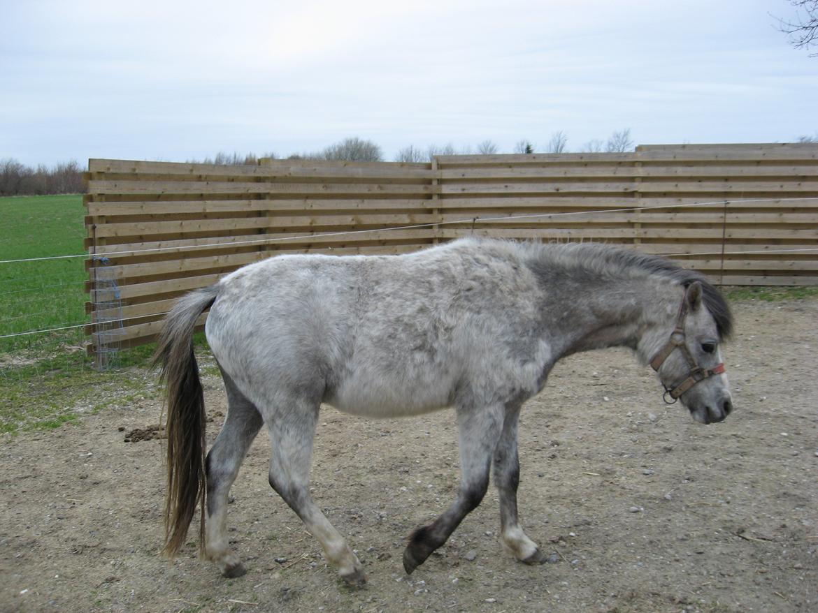 Welsh Mountain (sec A) Thejlgårds Fister (Dusty) - Dusty, fordi den grå farve ser så støvet ud. billede 3