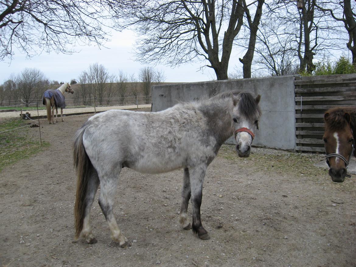Welsh Mountain (sec A) Thejlgårds Fister (Dusty) - Han ser godt nok lidt mølædt ud. Håber han bliver pæn blank til sommer. billede 4