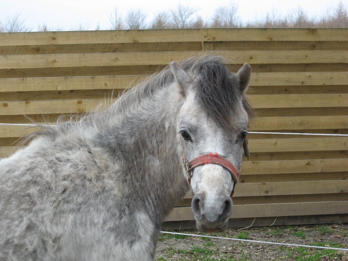 Welsh Mountain (sec A) Thejlgårds Fister (Dusty) - Hej  billede 5