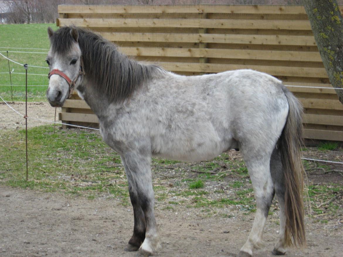 Welsh Mountain (sec A) Thejlgårds Fister (Dusty) - Egentlig velbygget af en 2 års billede 6