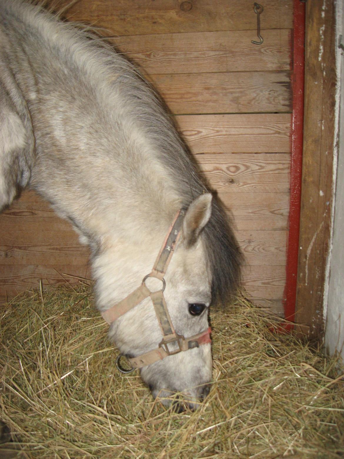 Welsh Mountain (sec A) Thejlgårds Fister (Dusty) - Endelig mad, men ingen ro! billede 7