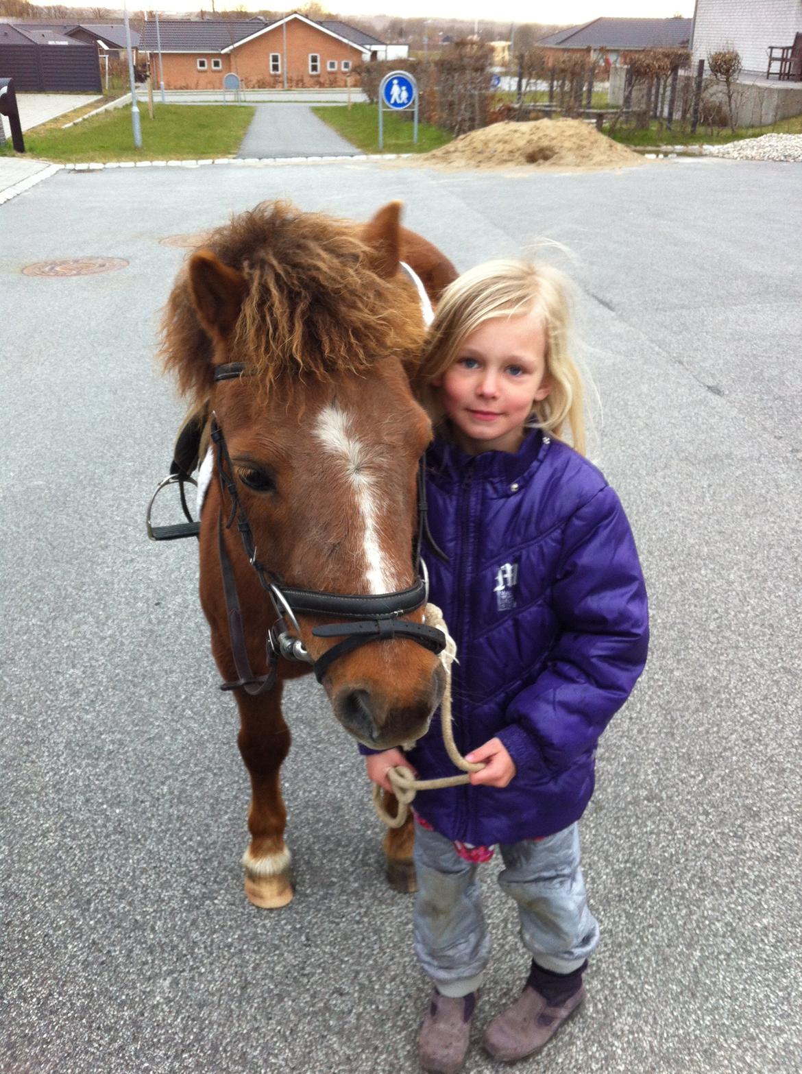 Shetlænder Safir - Bedste venner billede 1