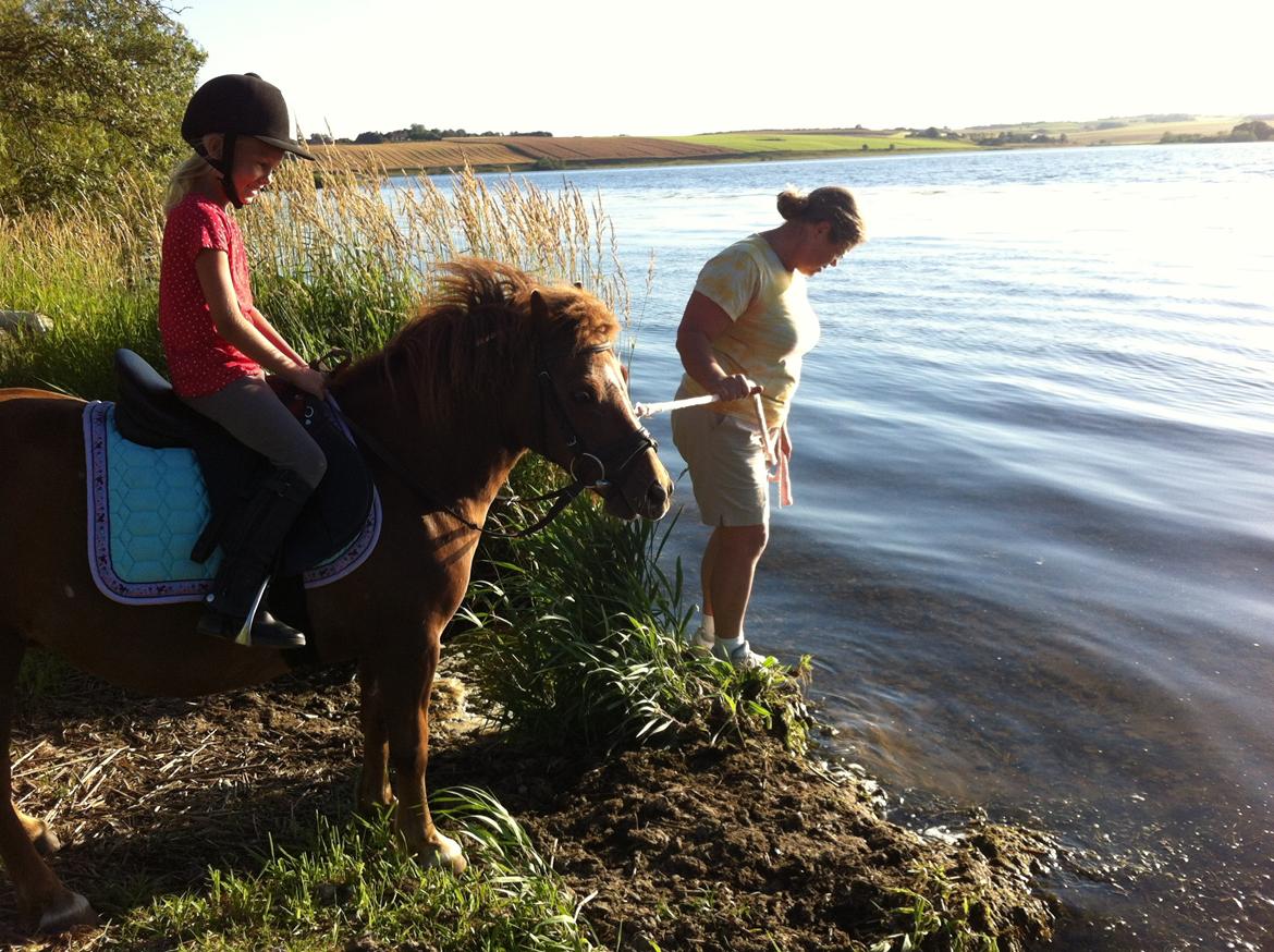 Shetlænder Safir - Kom nu Safir billede 4