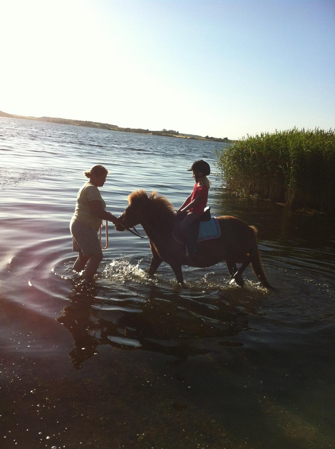 Shetlænder Safir - Ja, så måtte den gamle i vandet, for at vise ponyen at det ikke er farligt ;) billede 5