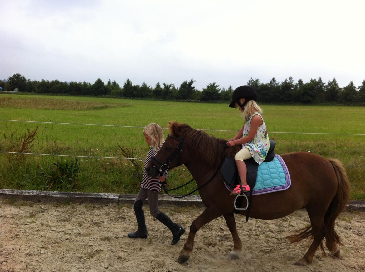 Shetlænder Safir - En rigtig børnepony.
 Freya trækker Laura og alle 3 nyder det. billede 6