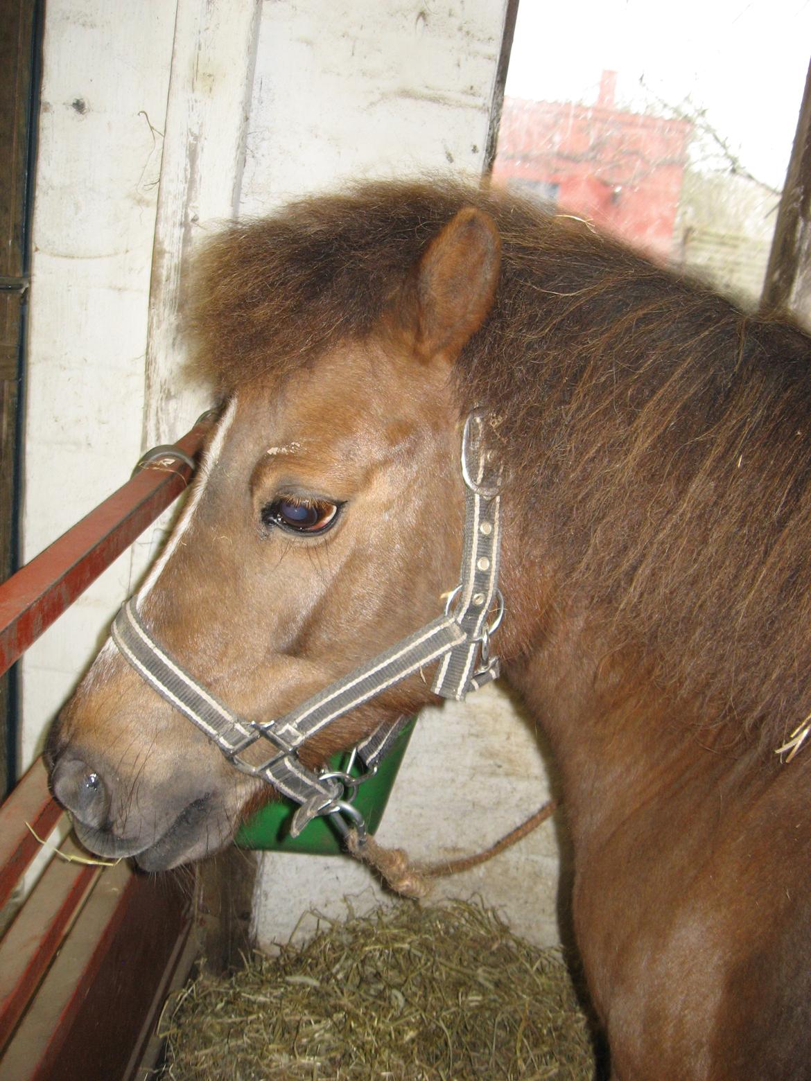 Shetlænder Safir - Safir billede 2