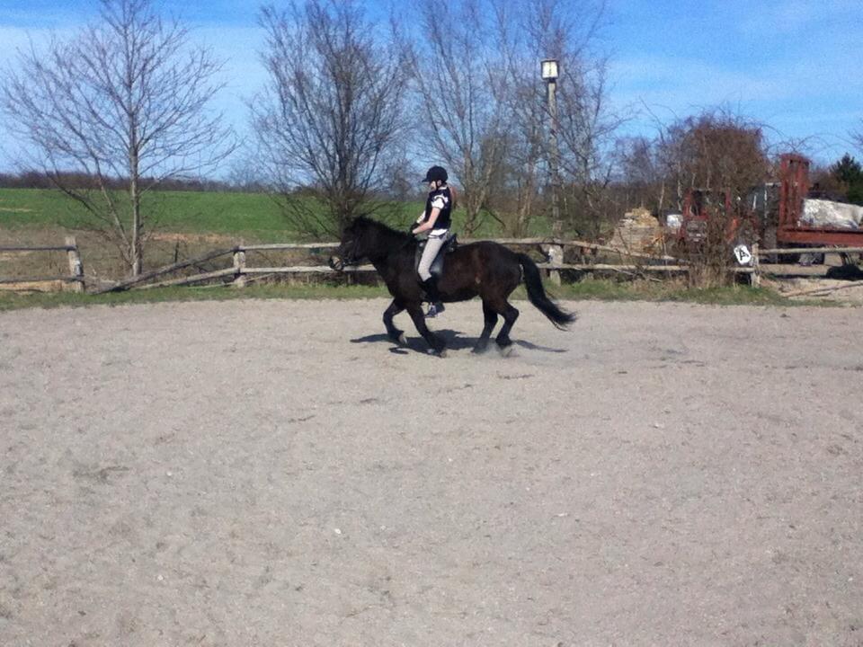 Islænder Flicka billede 16