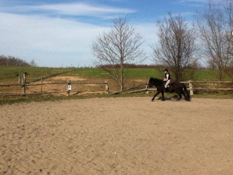 Islænder Flicka billede 17