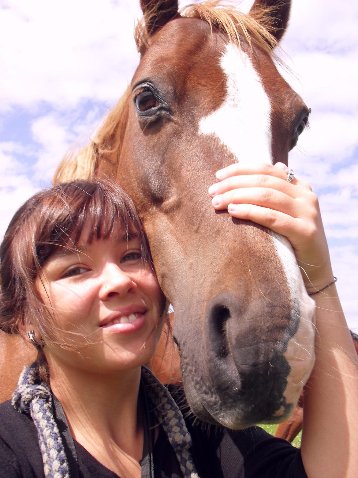 Welsh Pony af Cob-type (sec C) Midnight <3 billede 14