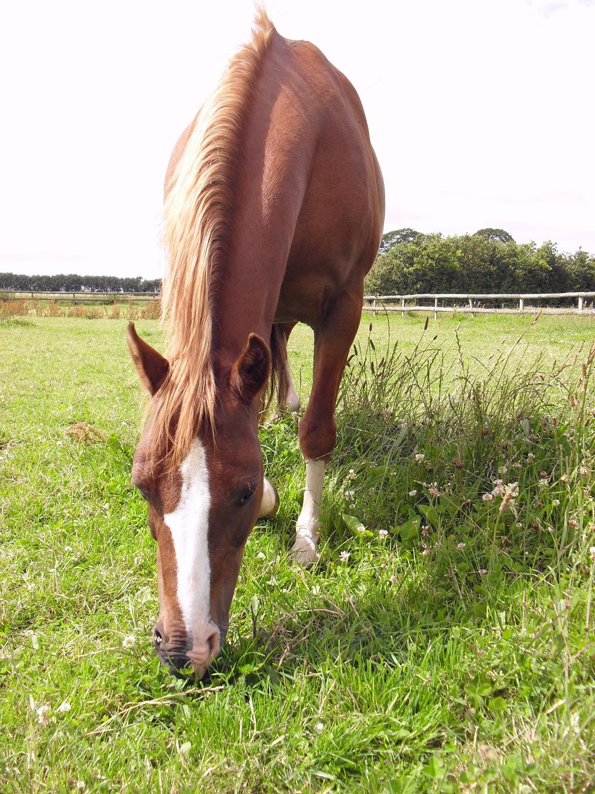 Welsh Pony af Cob-type (sec C) Midnight <3 billede 15