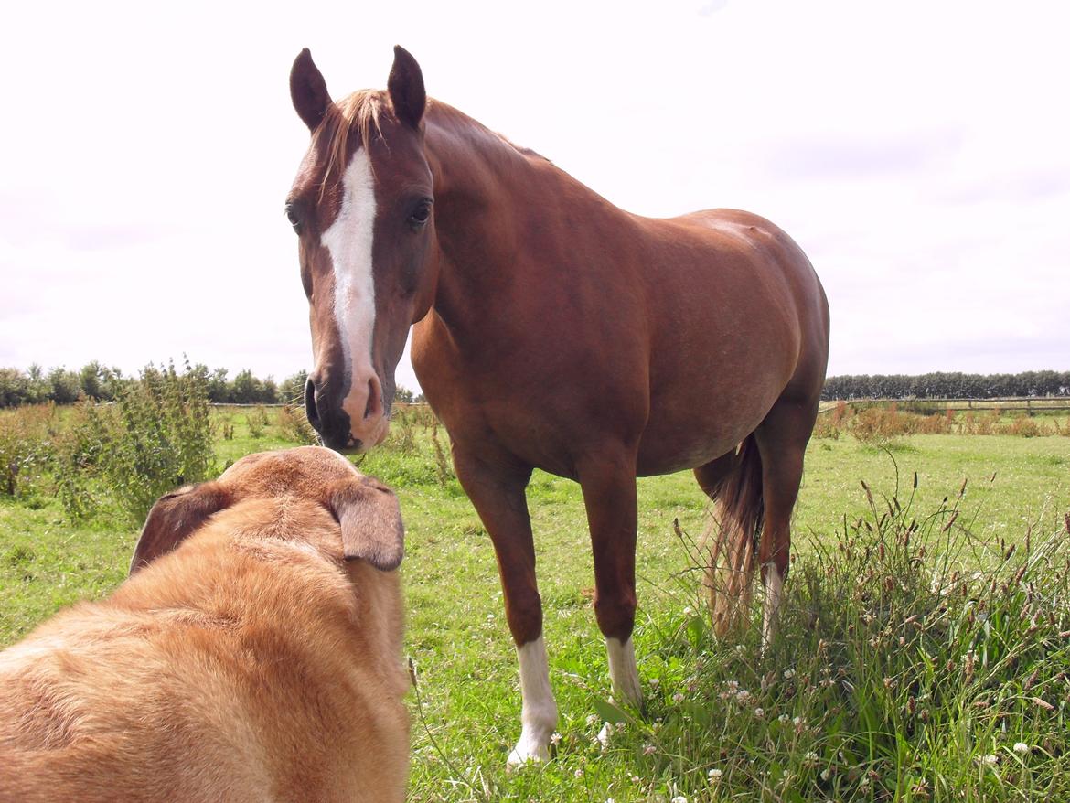 Welsh Pony af Cob-type (sec C) Midnight <3 billede 16