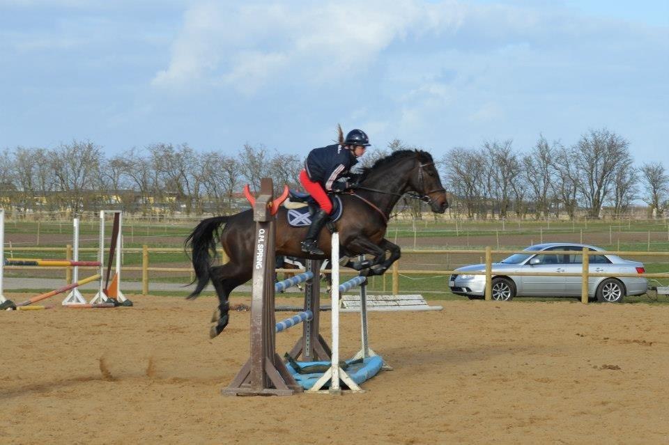 Irsk Sportspony Ebonys Star billede 12