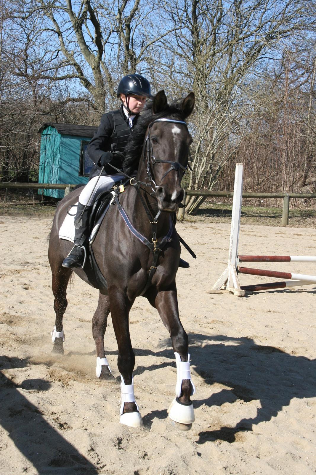 Dansk Varmblod Lagua Mirim - <3 billede 11