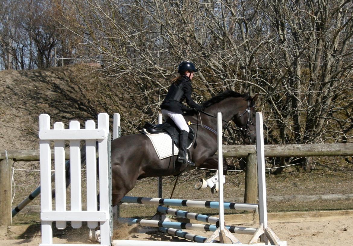 Dansk Varmblod Lagua Mirim - Fine Hest billede 12