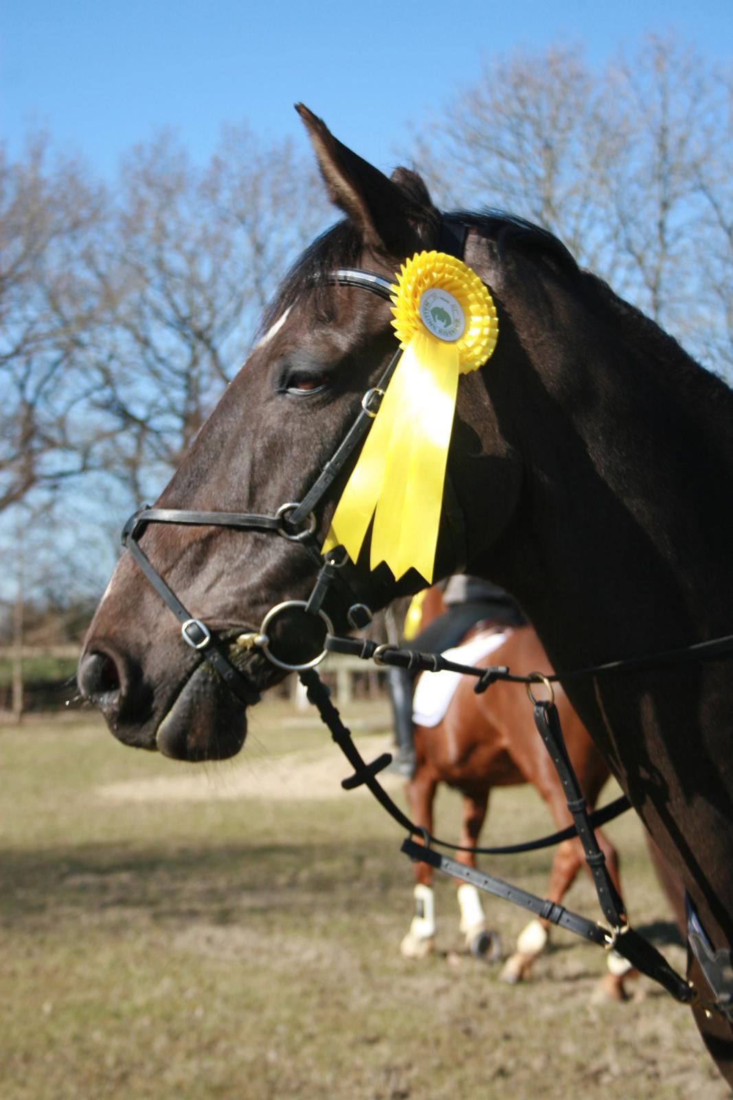 Dansk Varmblod Lagua Mirim - Baby jump i MLRK. D.21/4.13 Hvor vi red fejl frit<3 billede 13