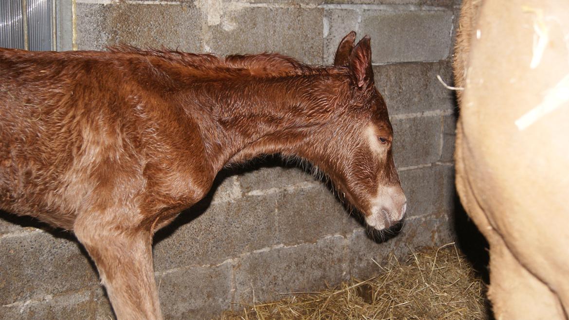 Anden særlig race Lilletværmose gårdens Ravallo billede 1