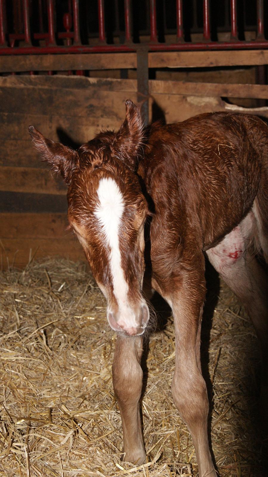 Anden særlig race Lilletværmose gårdens Ravallo billede 2