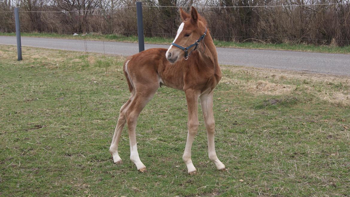 Anden særlig race Lilletværmose gårdens Ravallo billede 3