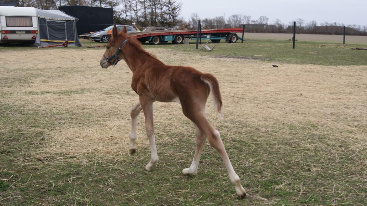 Anden særlig race Lilletværmose gårdens Ravallo billede 4